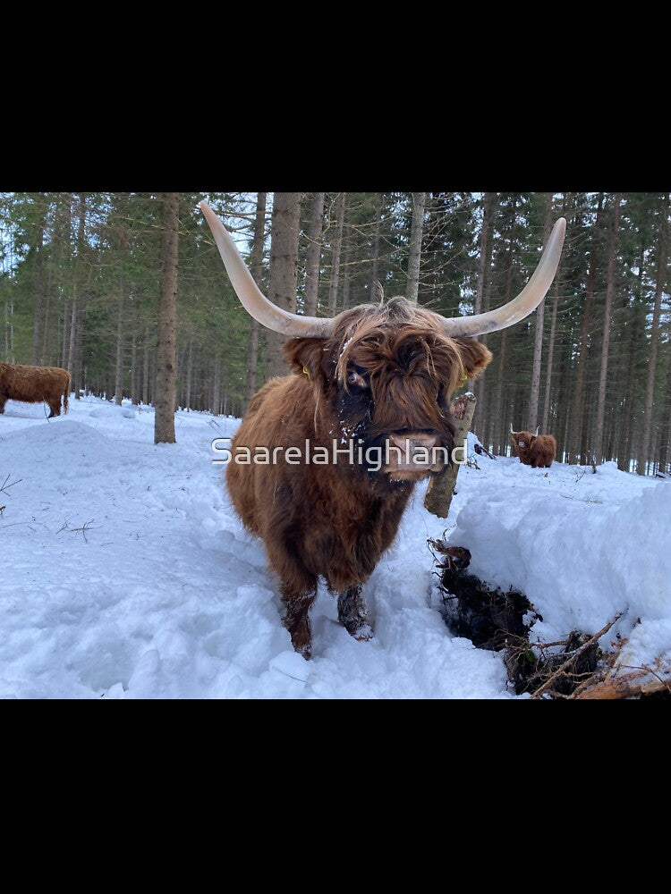 Scottish Highland Cattle Cow 3180 by SaarelaHighland