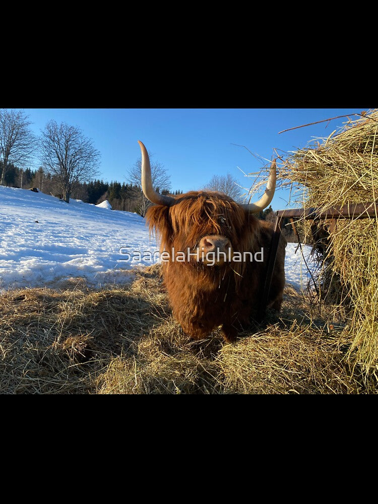 Scottish Highland Cattle Cow 3250 by SaarelaHighland