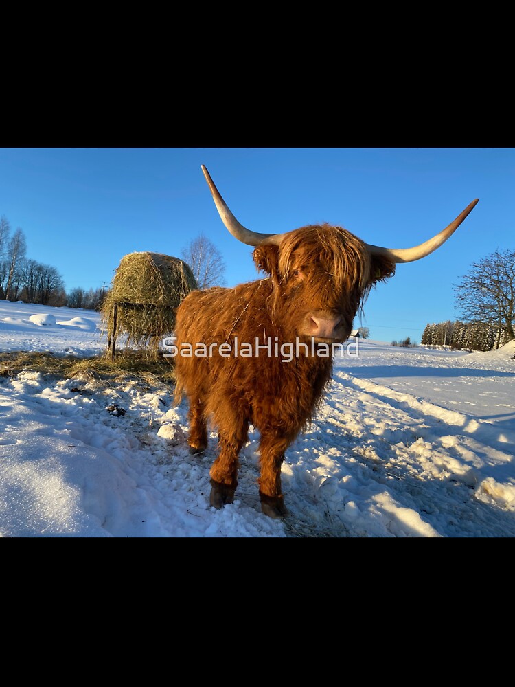 Scottish Highland Cattle Cow 3192 by SaarelaHighland