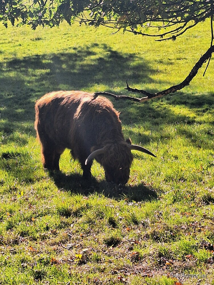 Grazing Highland Bull - Photograph by GenAumonier