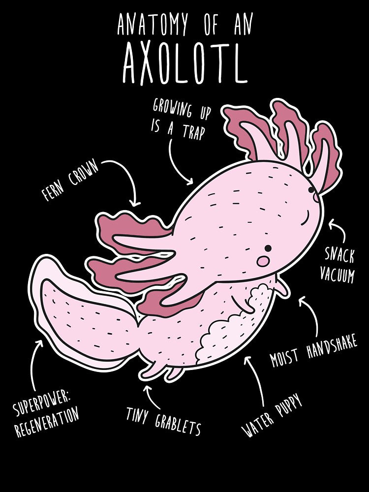 Axolotl Anatomy by Clara Hollins