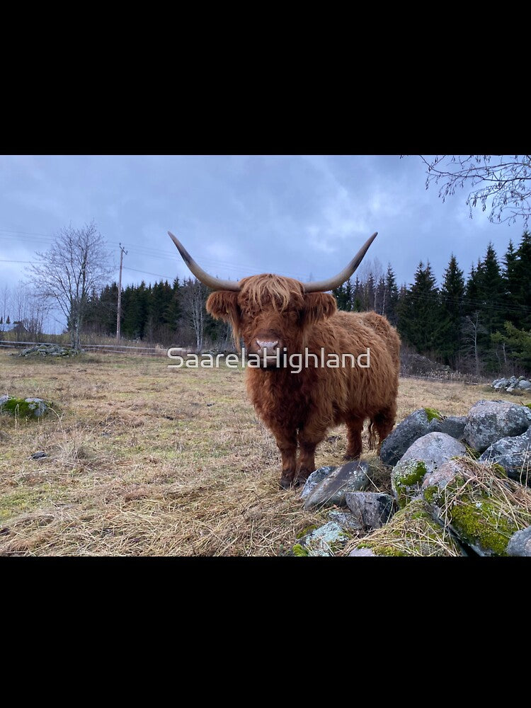 Scottish Highland Cattle Cow 3084 by SaarelaHighland
