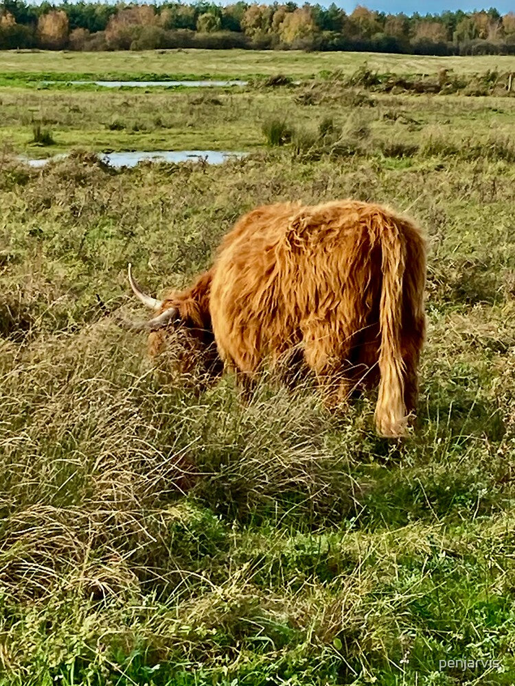 Highland Cow by penjarvis