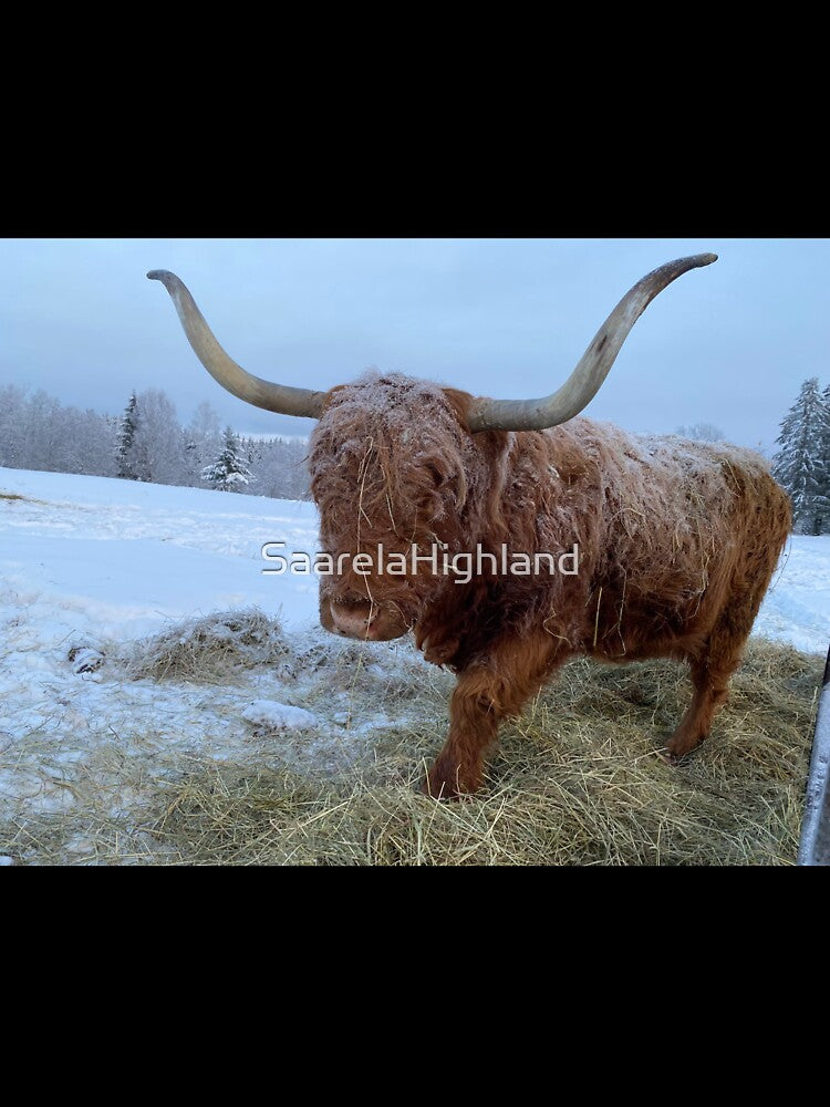 Scottish Highland Cattle Cow 3158 by SaarelaHighland