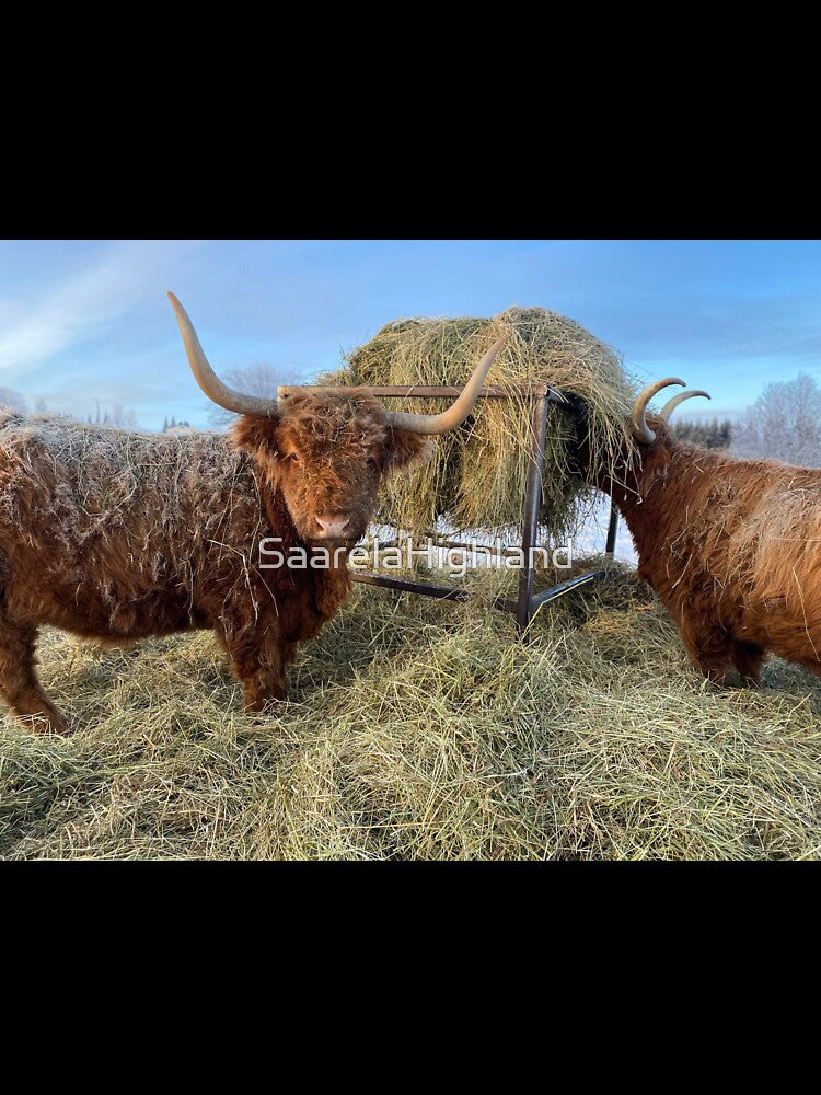 Scottish Highland Cattle Cow 3096 by SaarelaHighland
