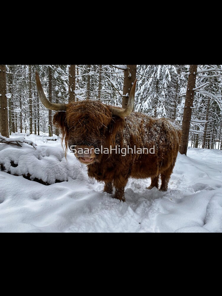 Scottish Highland Cattle Cow in snow 2710 by SaarelaHighland