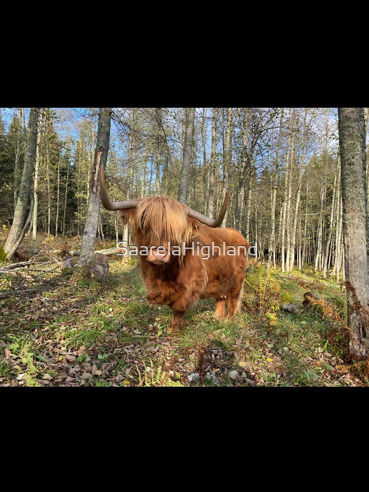 Scottish Highland Cattle Cow with big horns 3022 by SaarelaHighland