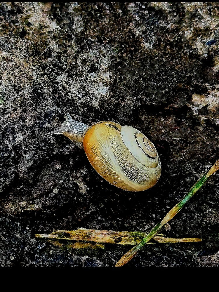 Golden Snail Journey – Nature-Inspired Sticker & Slow Living Art Print by NatureChampion