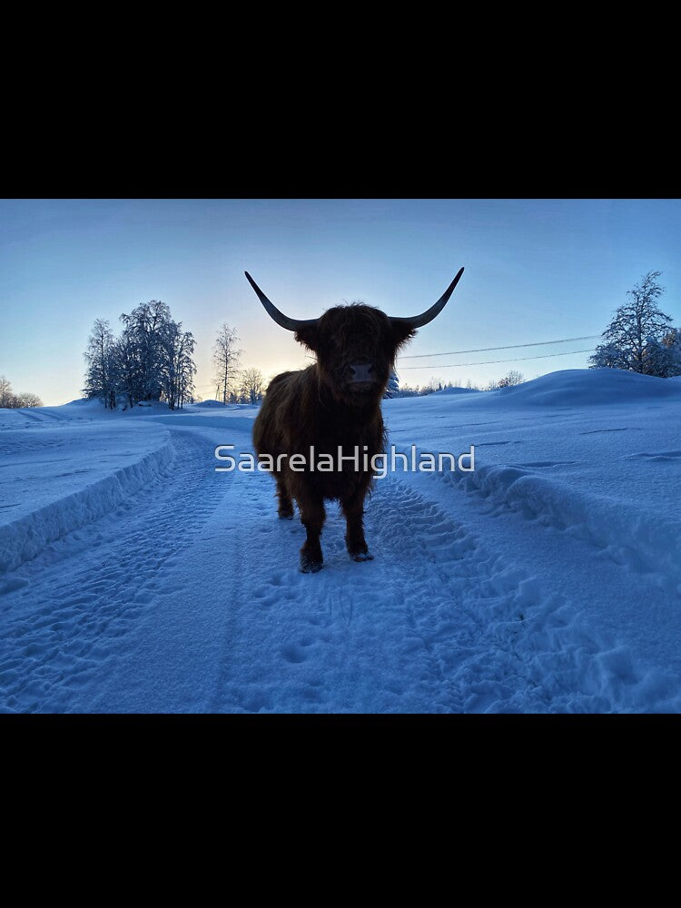 Scottish Highland Cattle Cow in snow 2722 by SaarelaHighland