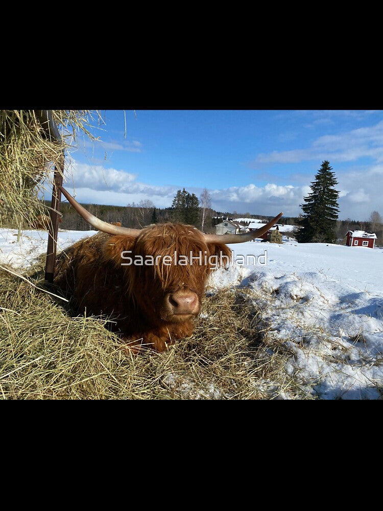 Scottish Highland Cattle Cow 3272 by SaarelaHighland