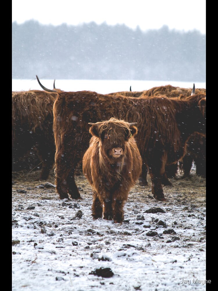 Snowy Fluffy Highland Cows by Jay Mayne