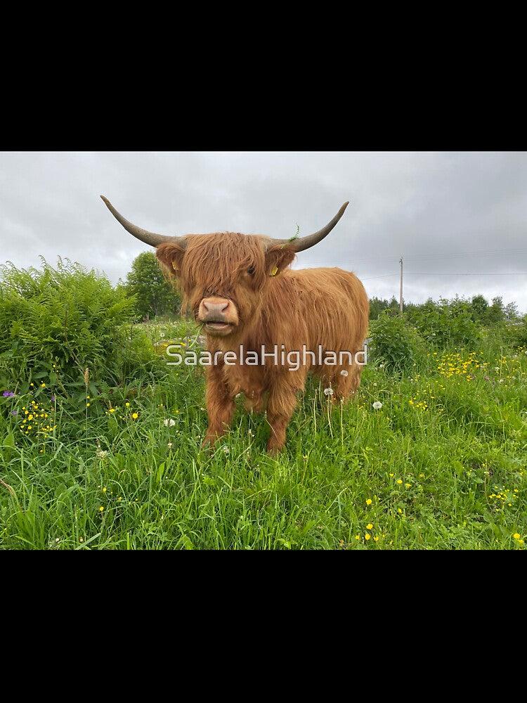 Scottish Highland Cattle Cow 3368 by SaarelaHighland