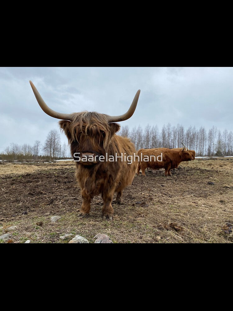 Scottish Highland Cattle Cow 3319 by SaarelaHighland