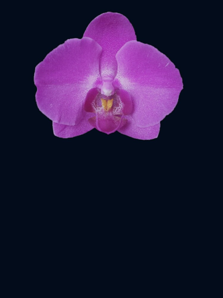 Orchid by Pixiedrop