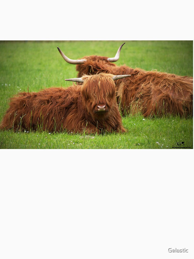 Highland Cows by Gelastic
