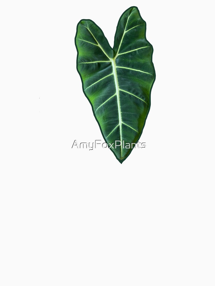 Alocasia Frydek by Plant art