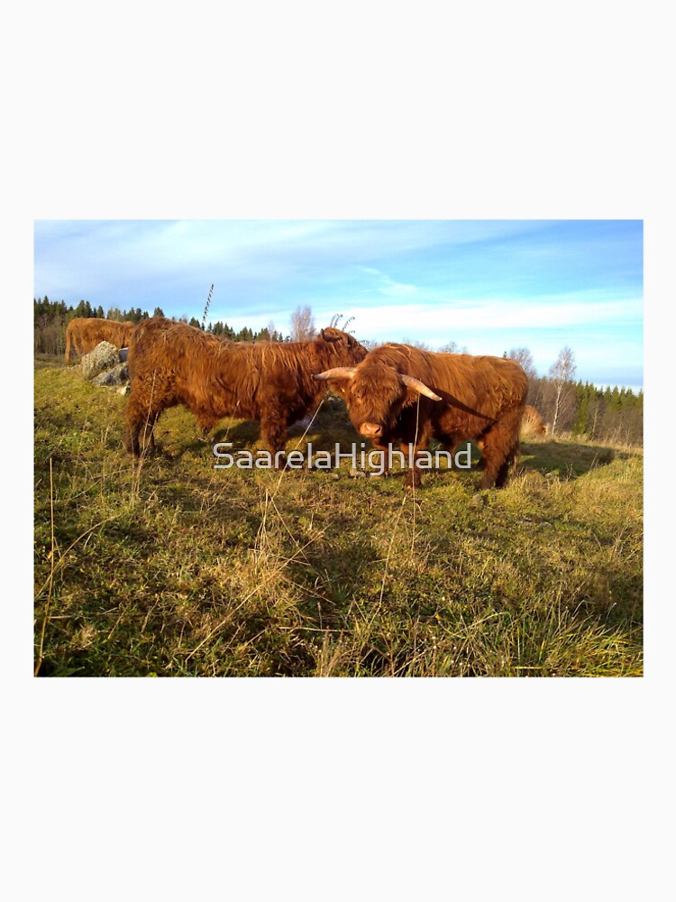Scottish Highland Cattle Cow and Bull 1004 by SaarelaHighland