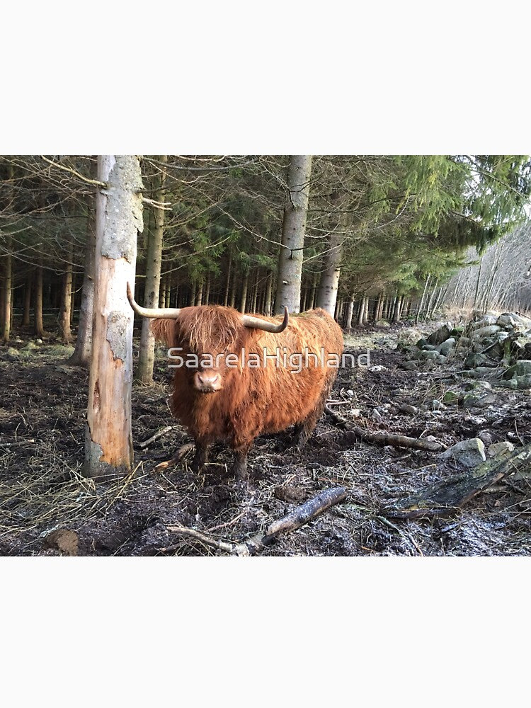Scottish Highland Cattle Cow 1008 by SaarelaHighland