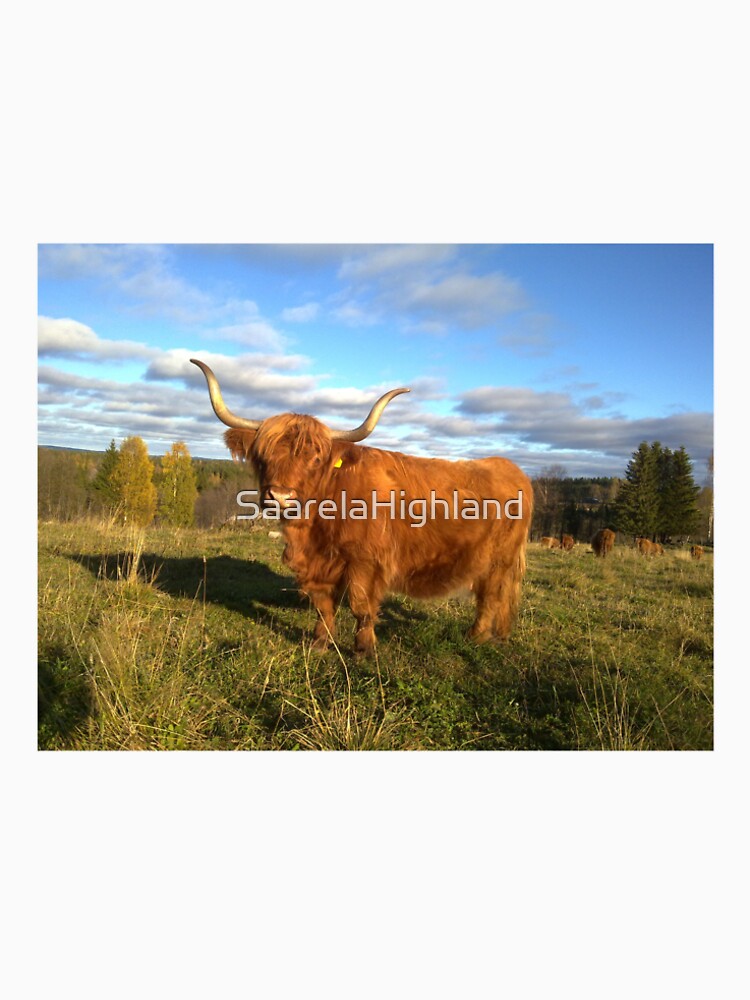 Scottish Highland Cattle Cow 1001 by SaarelaHighland