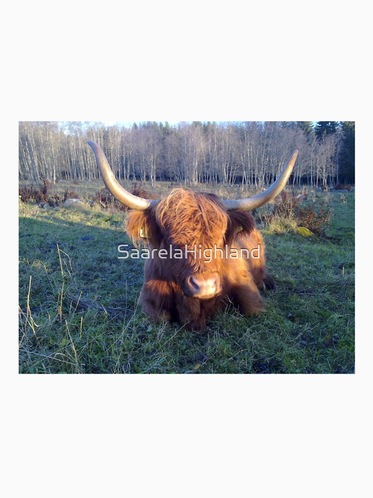 Scottish Highland Cattle Cow 1002 by SaarelaHighland