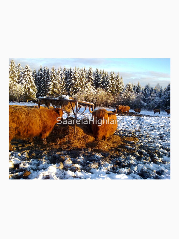Scottish Highland Cattle Cows 1006 by SaarelaHighland