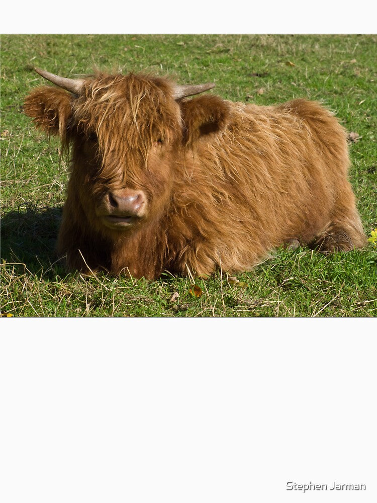 Highland cow by Stephen Jarman