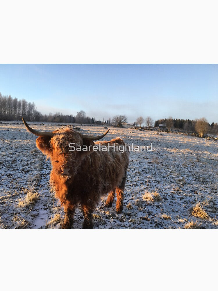 Scottish Highland Cattle Cow 1010 by SaarelaHighland