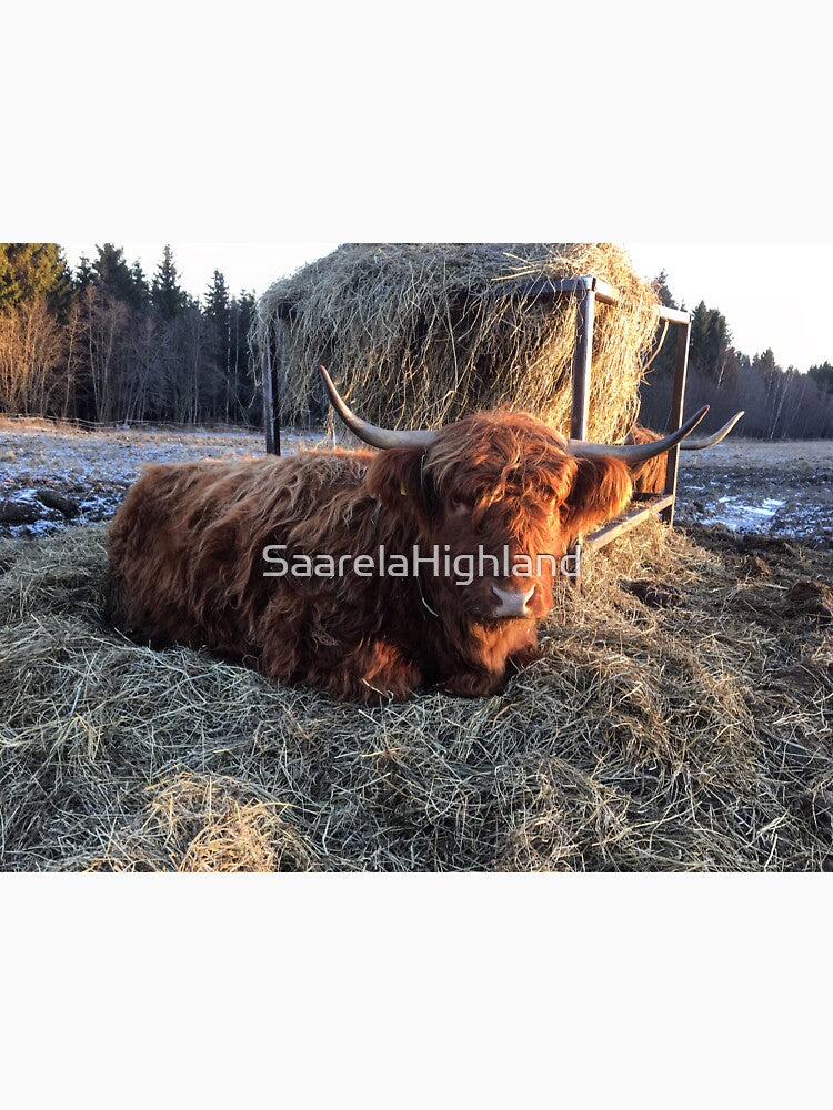 Scottish Highland Cattle Cow 1016 by SaarelaHighland