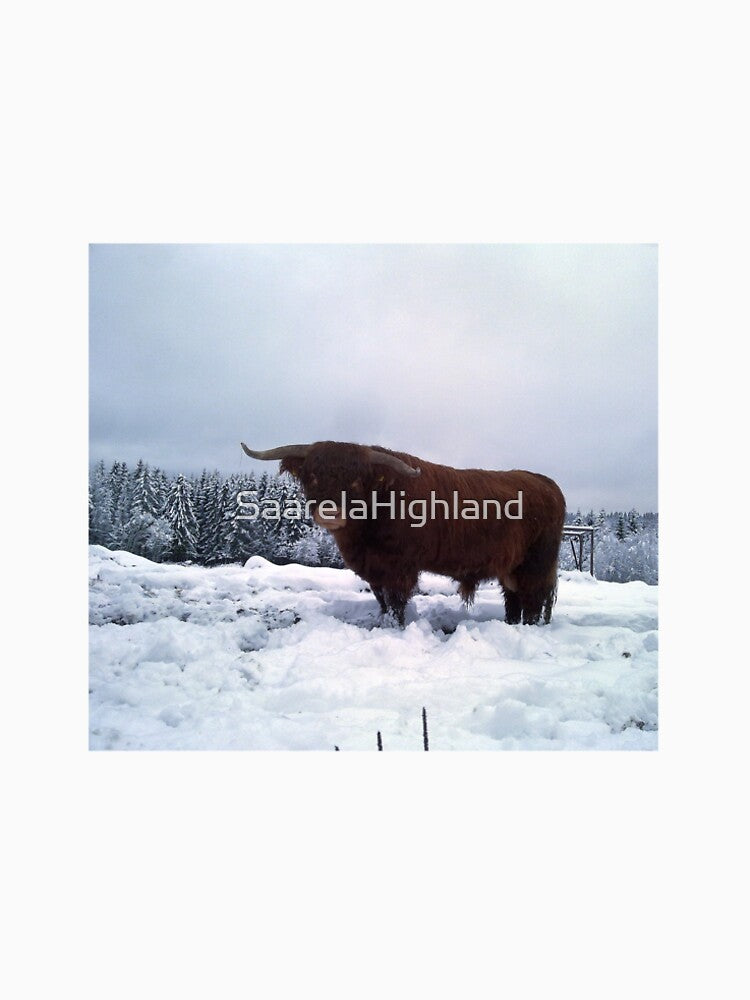 Scottish Highland Cattle Bull 1005 by SaarelaHighland
