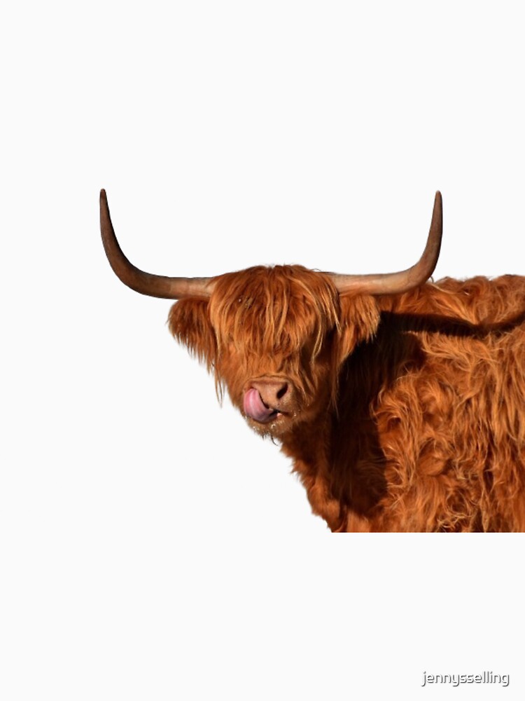 Highland Cow by jennysselling