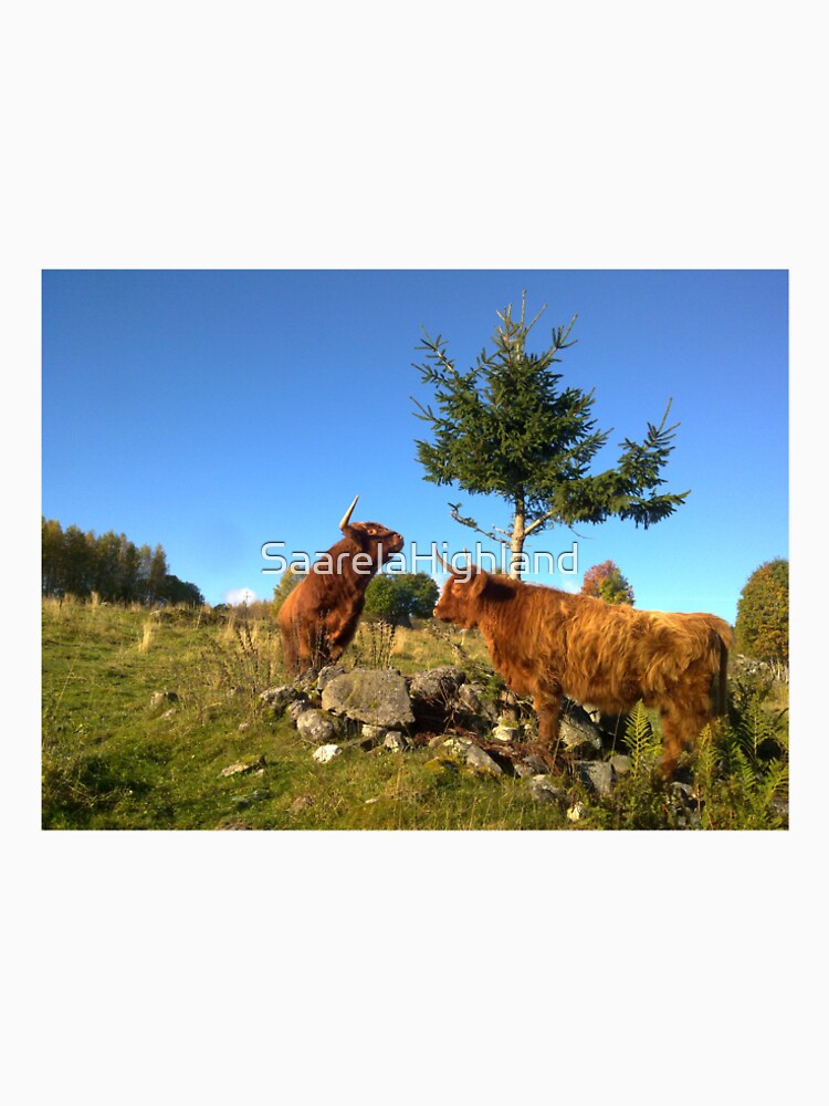 Scottish Highland Cattle Cows 1000 by SaarelaHighland
