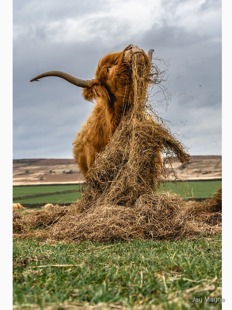 Highland Cow Dinner Time by Jay Mayne