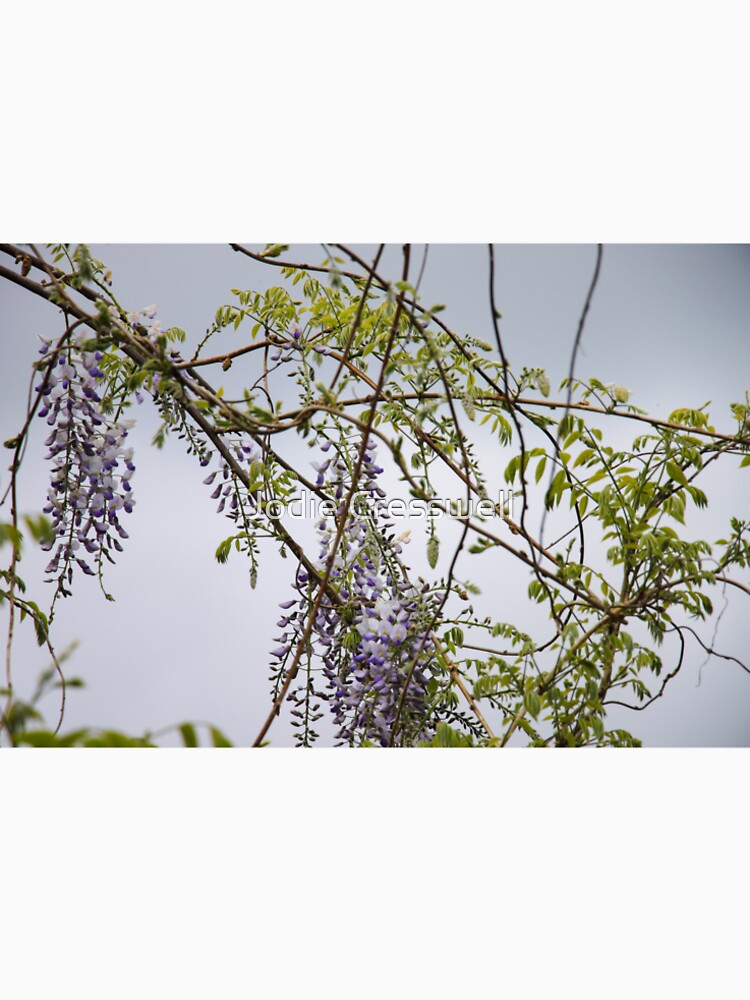 Whimsical Wisteria by Jodie Cresswell
