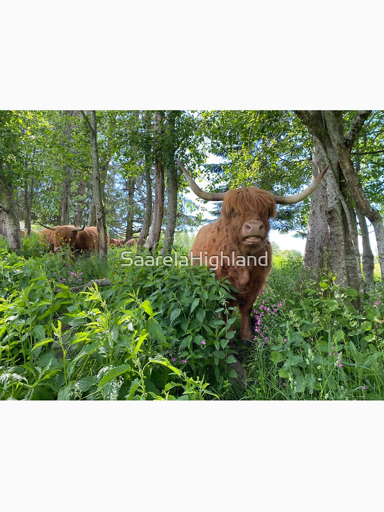 Scottish Highland Cattle Cow 3370 by SaarelaHighland