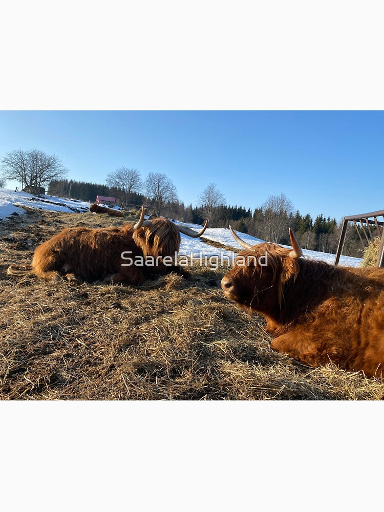 Scottish Highland Cattle Cows 3263 by SaarelaHighland