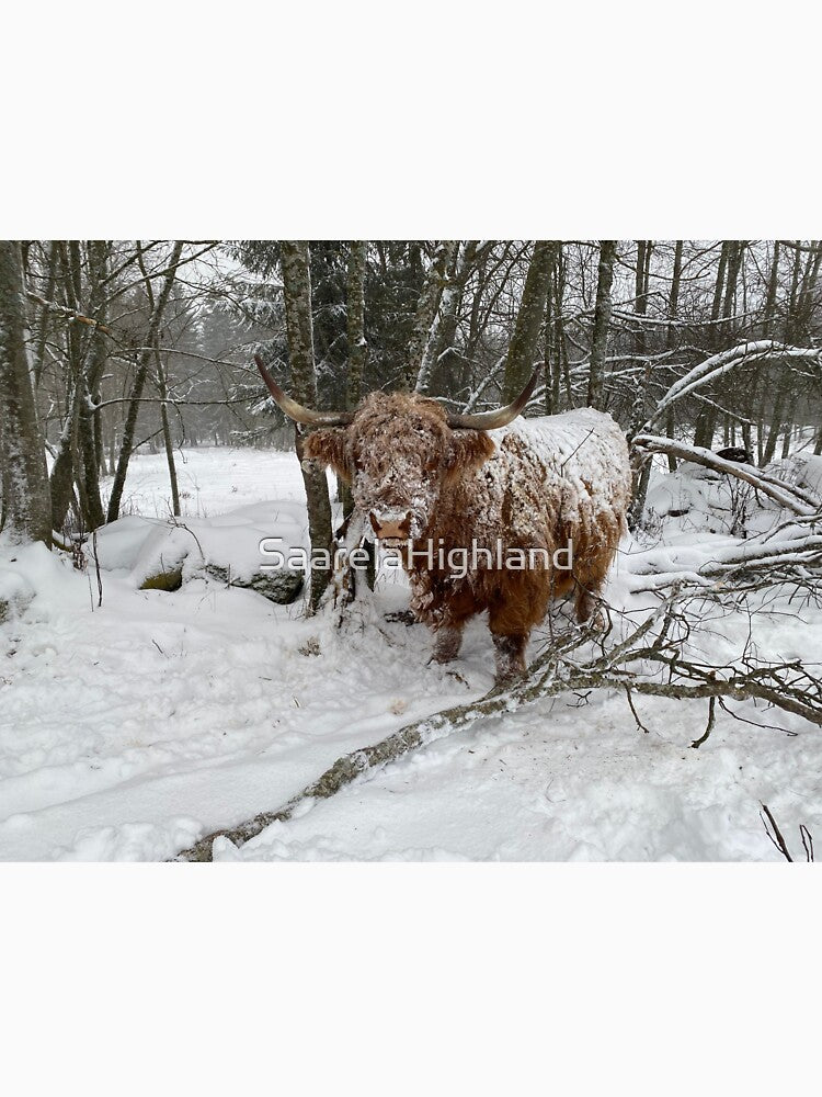 Scottish Highland Cattle Cow in snow 3090 by SaarelaHighland