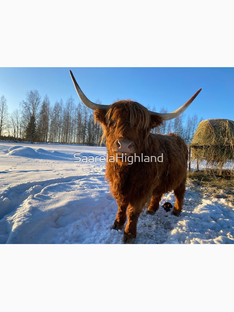 Scottish Highland Cattle Cow 3193 by SaarelaHighland