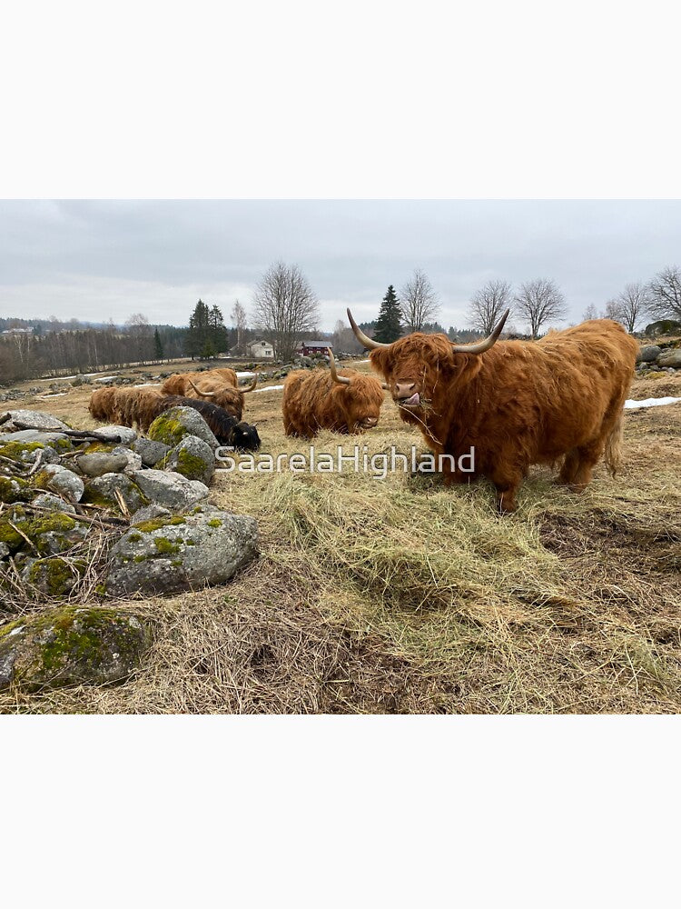 Scottish Highland Cattle Cows 2811 by SaarelaHighland