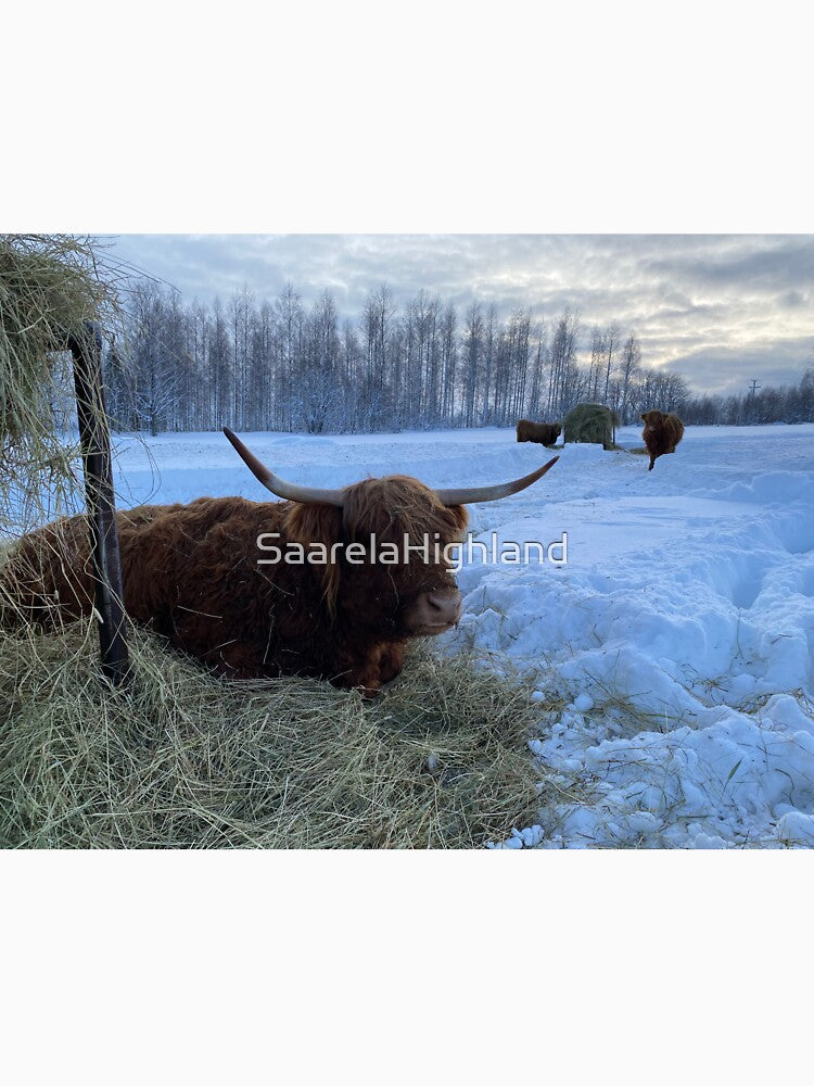 Scottish Highland Cattle Cow 3220 by SaarelaHighland