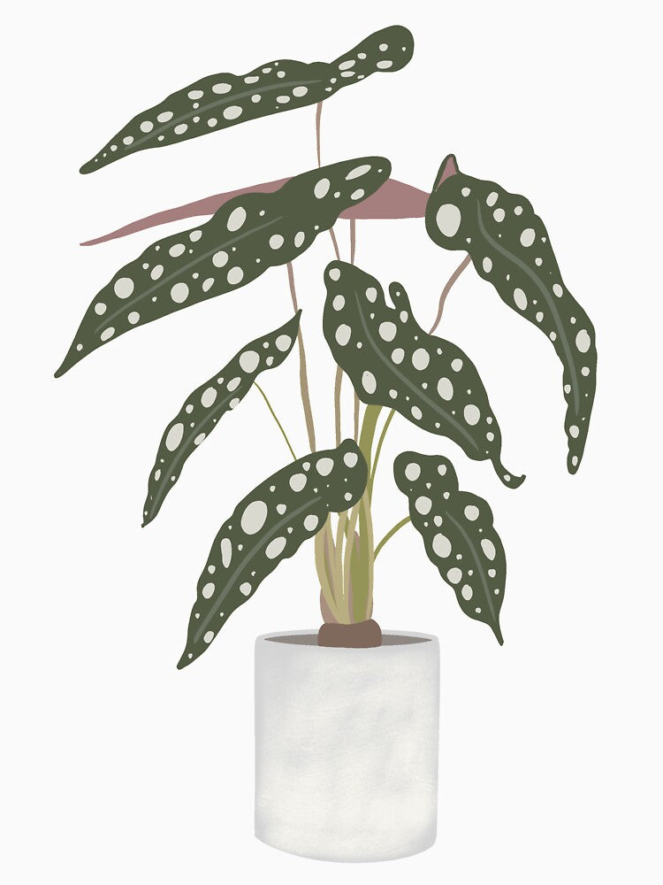 Polka Dot Begonia Houseplant by Soulblueprinted