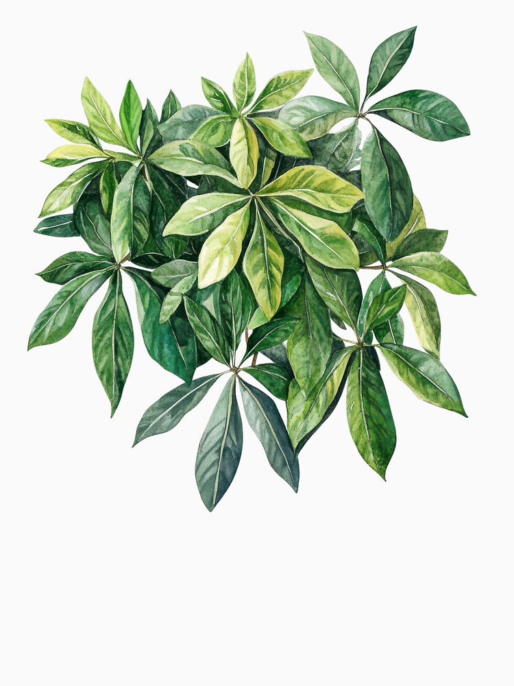 Green Umbrella Plant Watercolor Leaves Tropical Botanical Nature Art by AchaRat