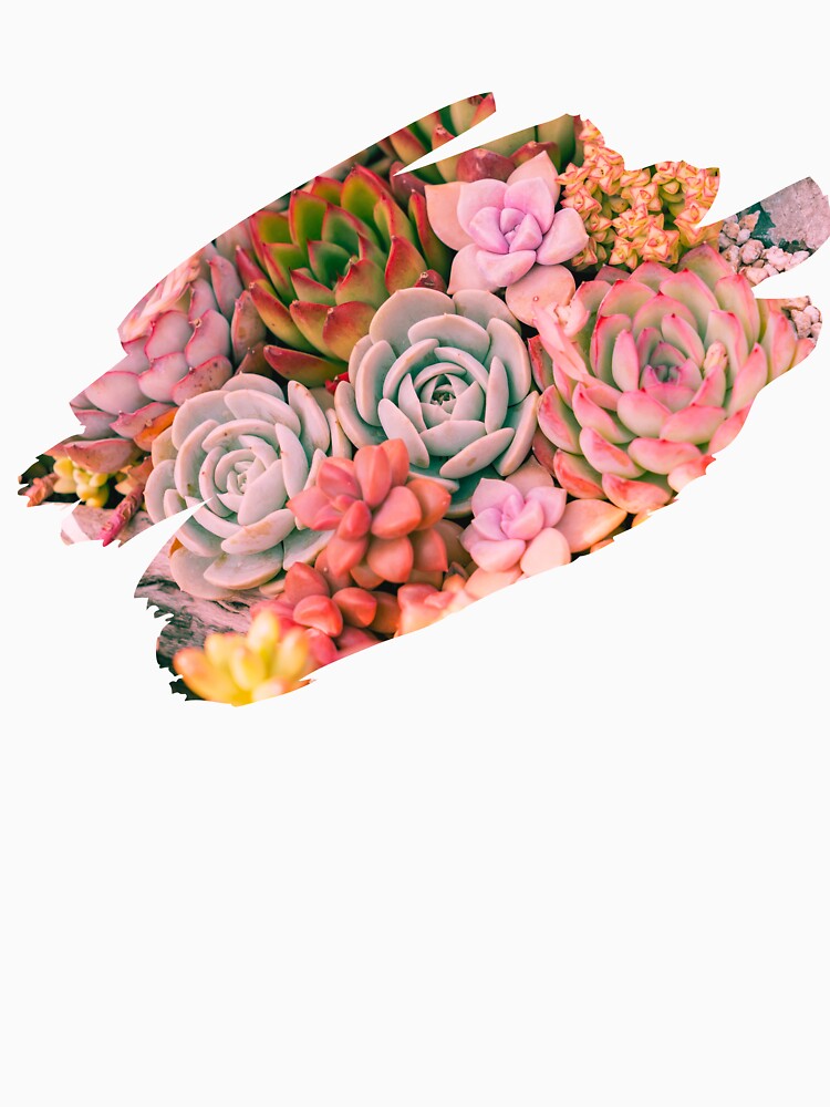 Sepia toned succulents by Willowandme