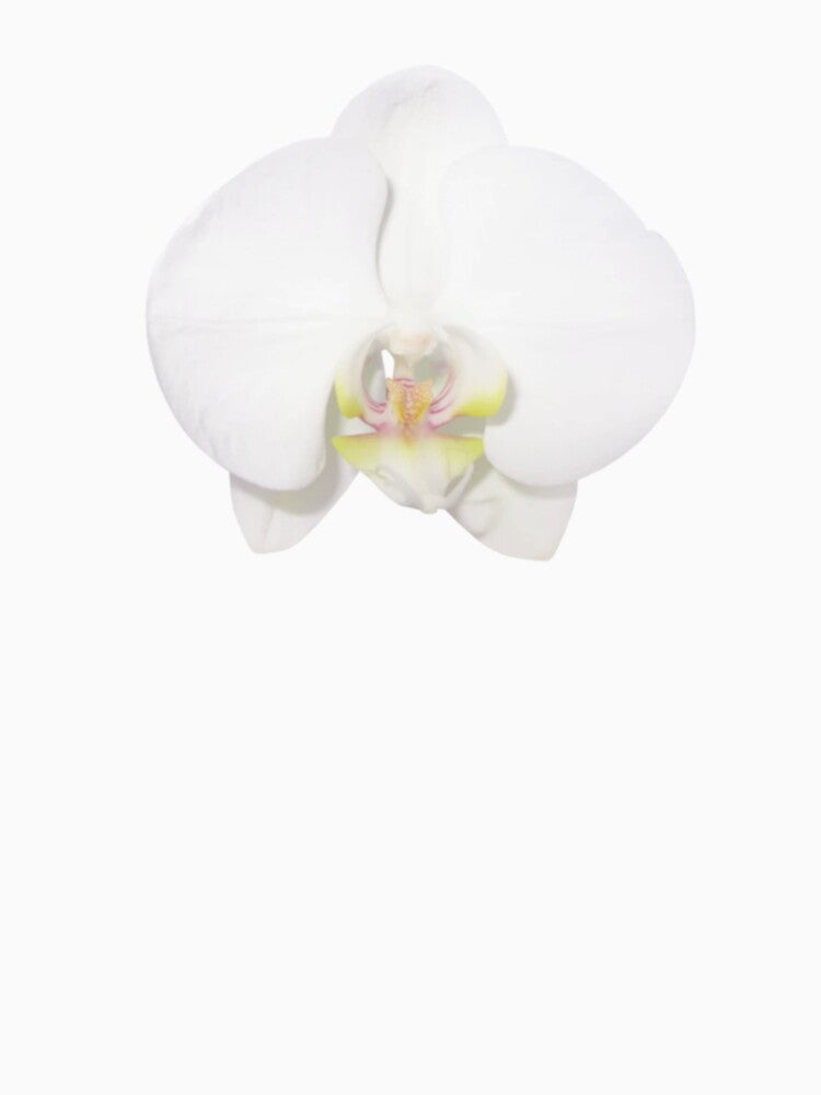 White orquid by Pixiedrop