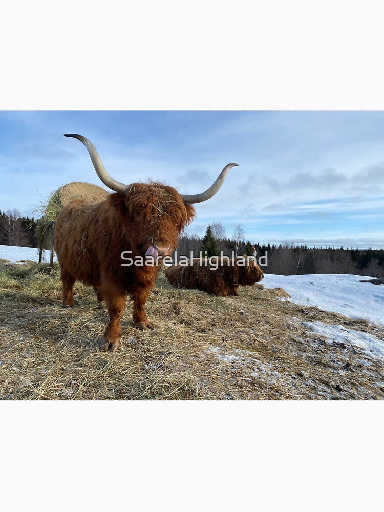 Scottish Highland Cattle Cow 3279 by SaarelaHighland