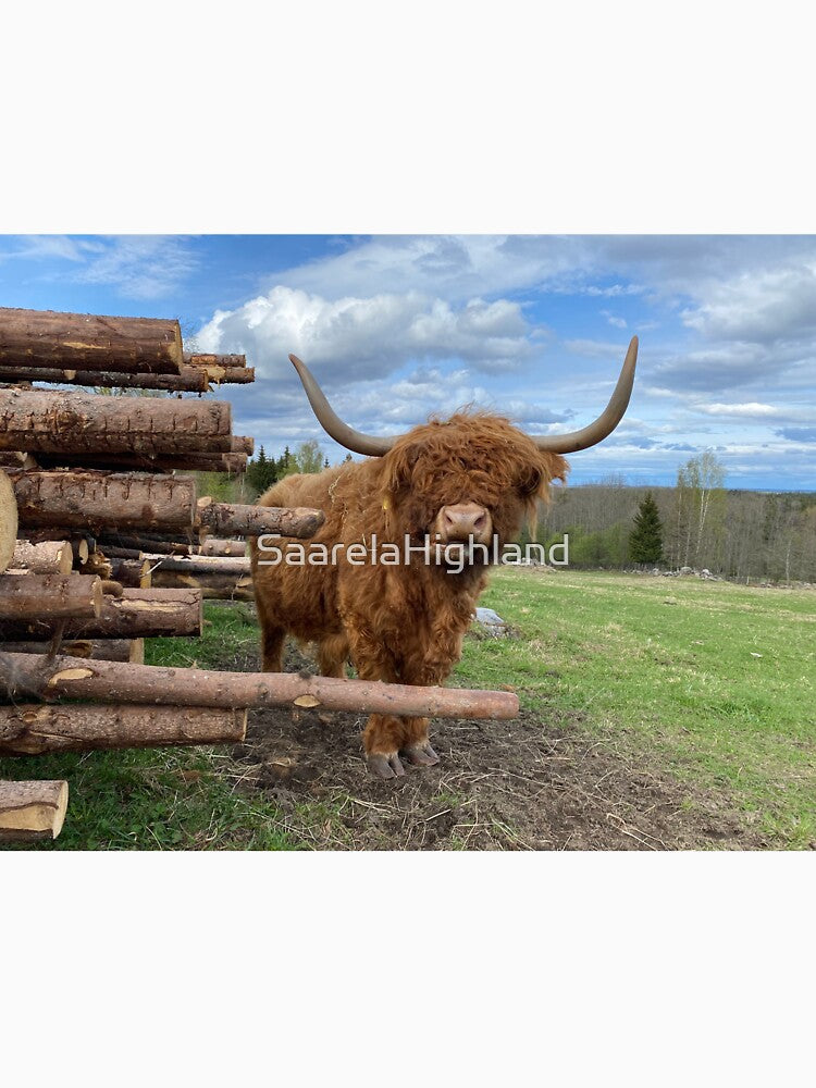 Scottish Highland Cattle Cow 3339 by SaarelaHighland