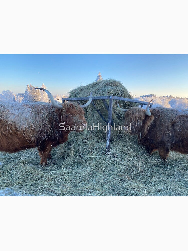 Scottish Highland Cattle Cows 3164 by SaarelaHighland