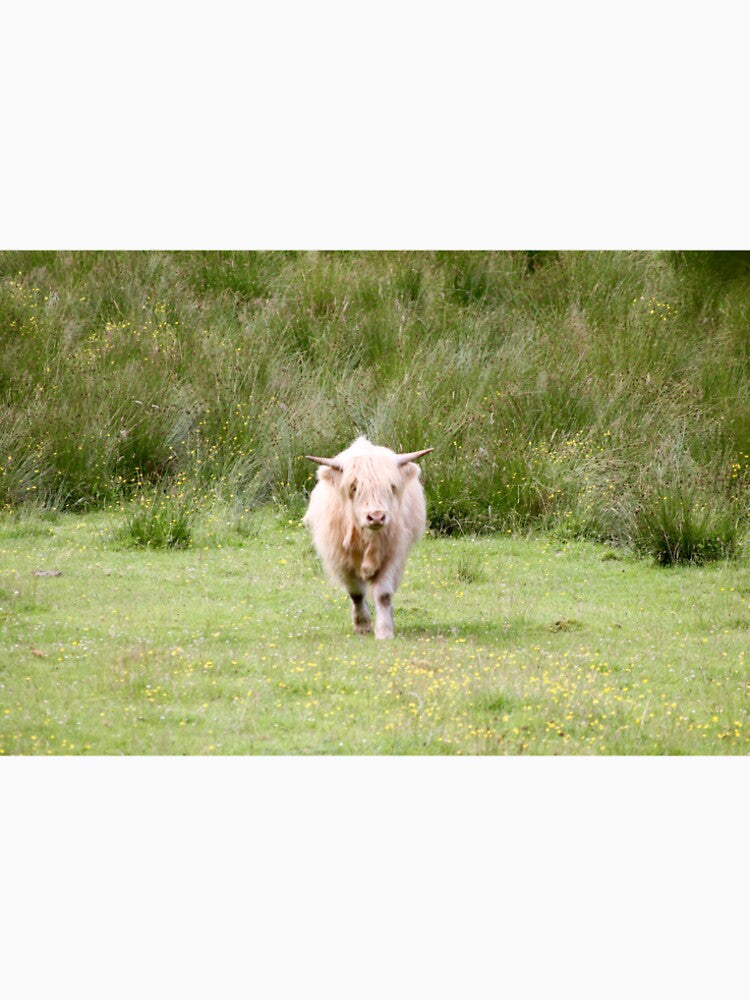 highland cow 4 by mjoffe