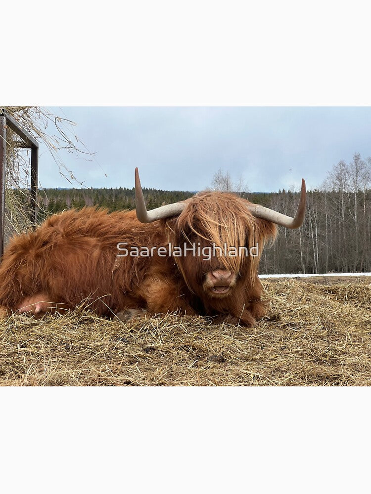 Scottish Highland Cattle Cow 3312 by SaarelaHighland