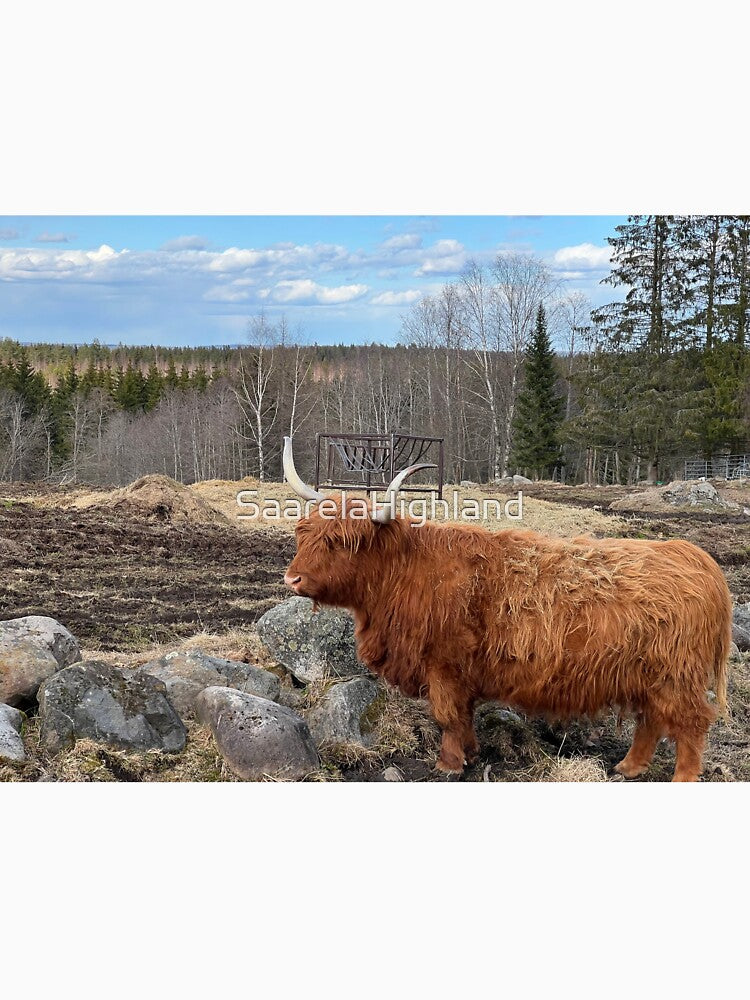 Scottish Highland Cattle Cow 3323 by SaarelaHighland