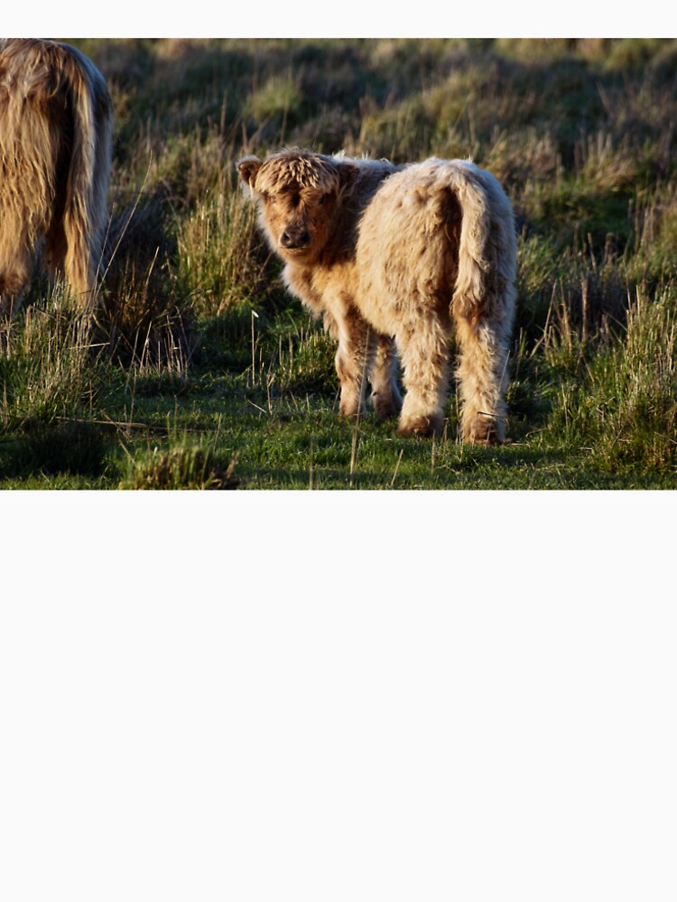Fluffy Baby Highland Cow by Nicole_Munday_Photography